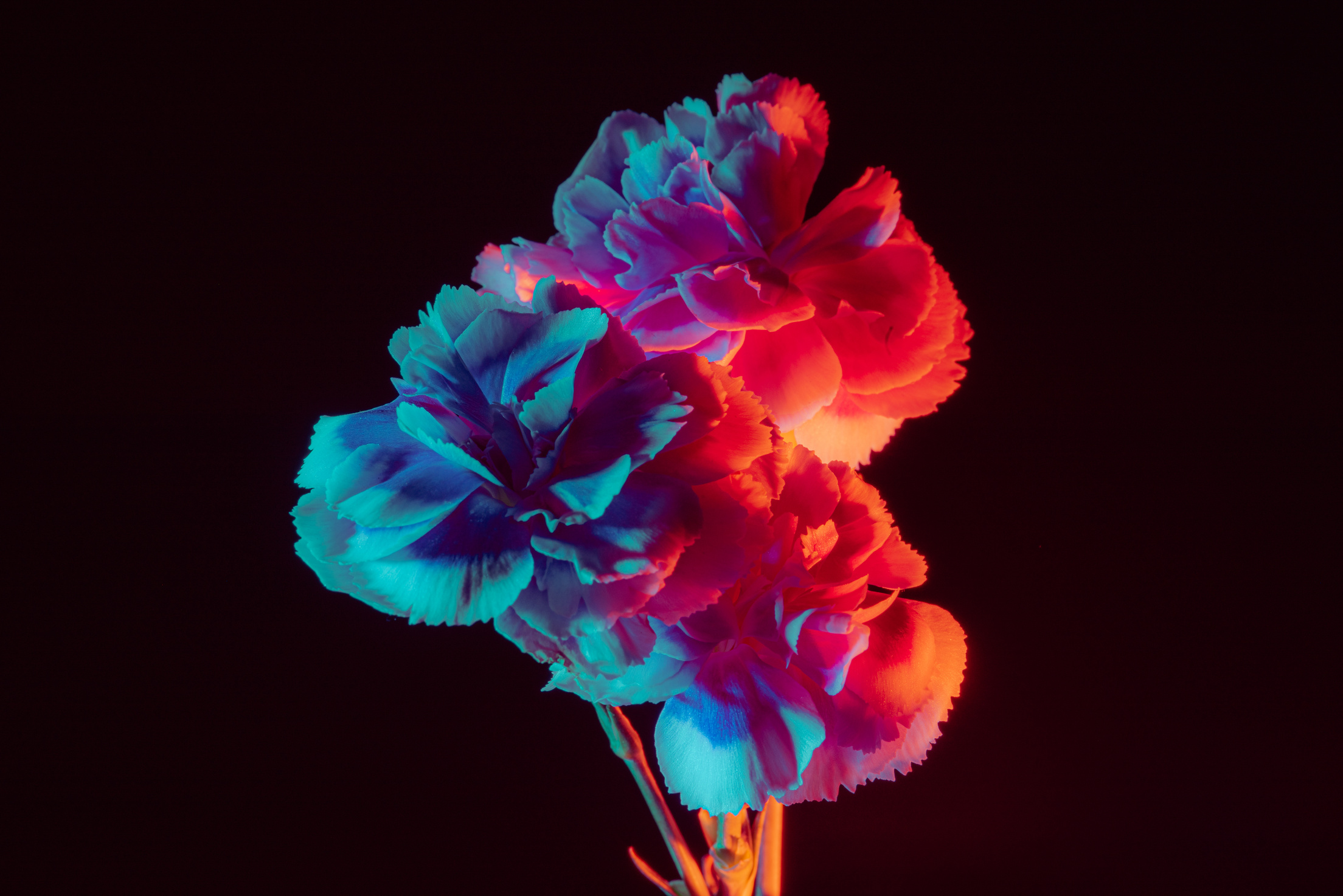 Blooming Neon Flowers